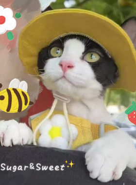猫咪宠物夏季防晒太阳帽