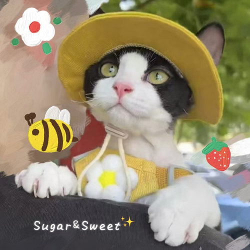 猫咪宠物夏季防晒太阳帽