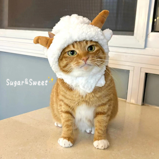 可爱猫咪帽子小羊宠物变装毛绒头套搞笑狗狗小猫头饰搞怪造型拍照