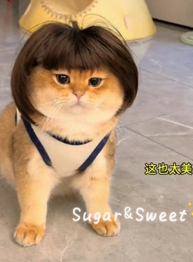 宠物猫咪假发波波头齐刘海