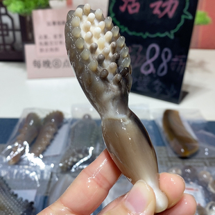 1423 黑金刚大盘面莲蓬,盘面3.5*6.0长12