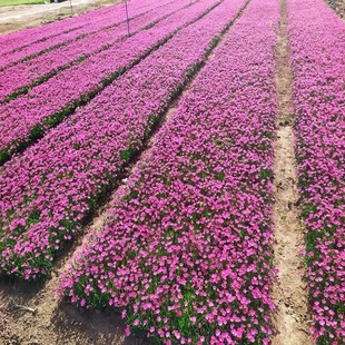 欧石竹种子草坪苗花籽花苗带花盆栽地被植物庭院阳台花卉开花草坪
