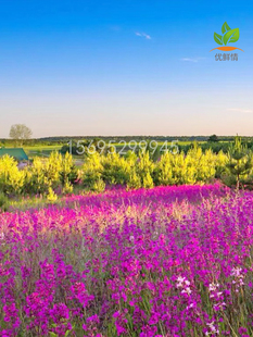 高雪轮种子籽美人草耐寒耐旱四季矮雪轮种子孑室内阳台播种花卉