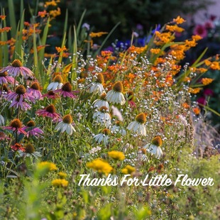 谢谢小花波斯菊松果菊耧斗菜巴洛向日葵宿根多年生种子植物
