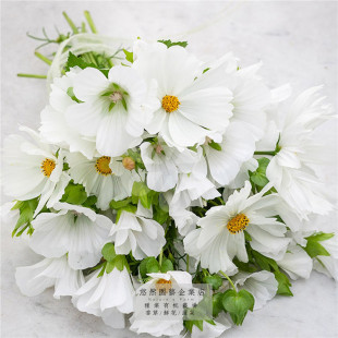 花葵波斯菊适合秋天播种的花种子籽秋季四季开花室外庭院北方阳台