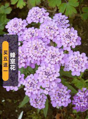 蜂室花种子100粒 Iberis 芳香屈曲花种籽镜室外阳台盆栽春秋季播