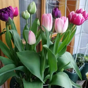 花好养易活 适合水养 绿植粉色郁金香家养花卉植物家里盆栽桌上
