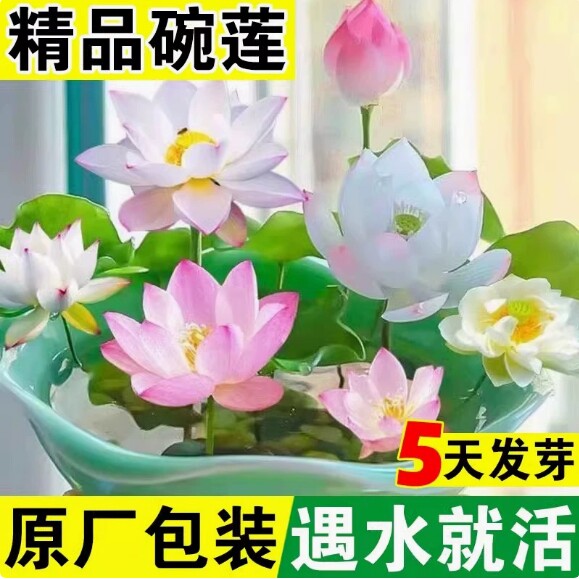 碗莲种子四季开花已开口水培植物睡莲荷花种子室内盆栽绿植花卉