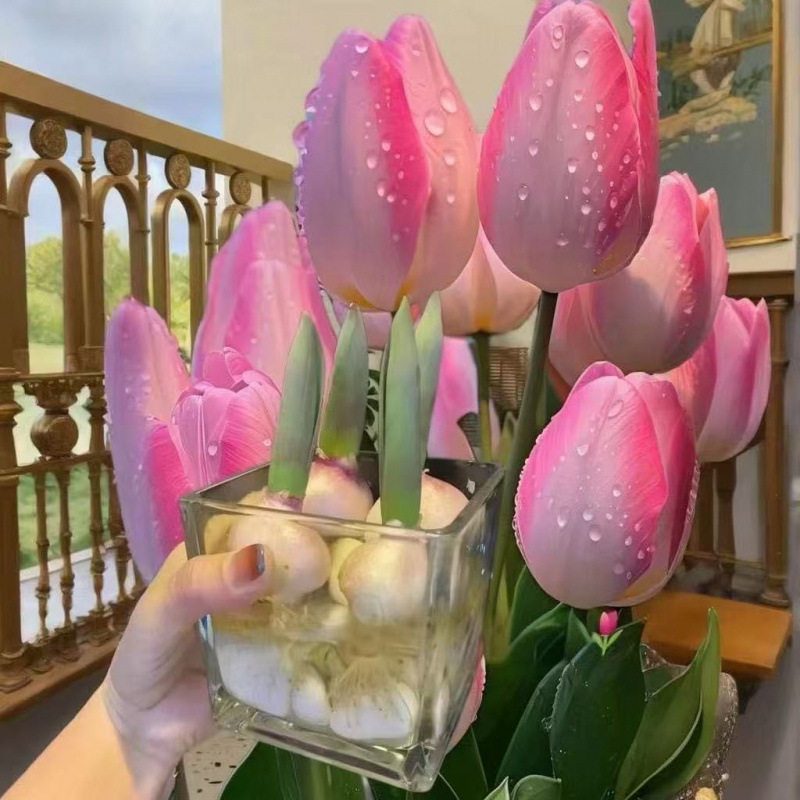 荷兰进口郁金香大种球四季水培土培耐寒花卉种子室内阳台水养植物