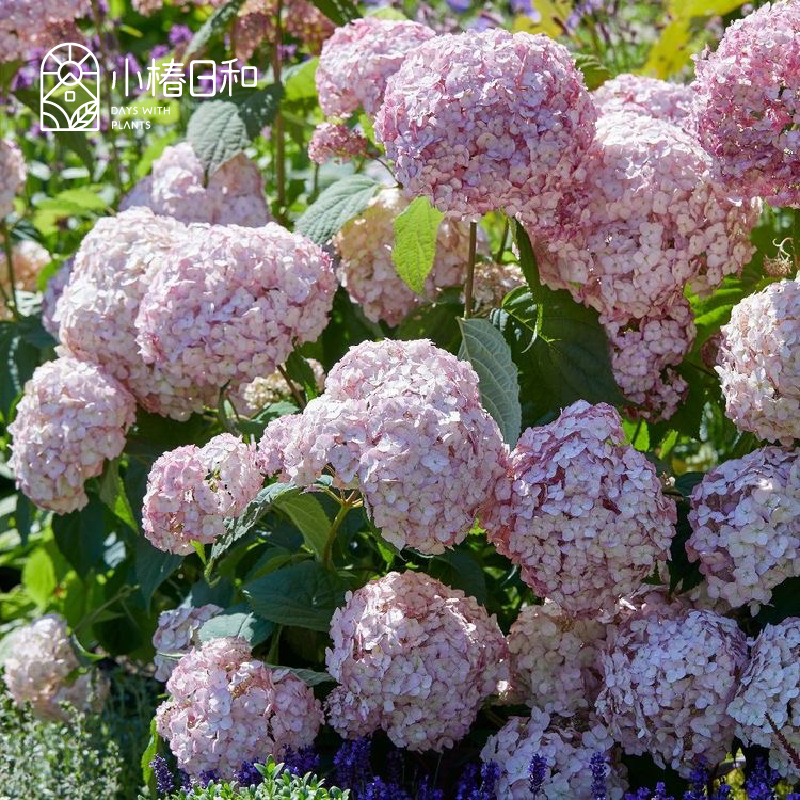 小椿日和 粉色乔木绣球泡泡糖 海耶斯星爆庭院阳台花卉耐寒八仙花