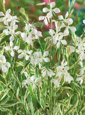 小椿日和 花叶山桃草千鸟花金科里Corrie's Gold宿根花卉耐寒耐热