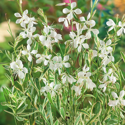 小椿日和花叶山桃草夏秋耐寒耐热