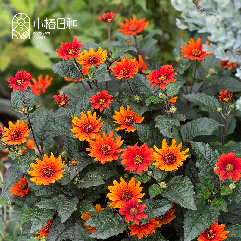 小椿日和 赛菊芋 心血 燃烧的心 耐热耐寒多年生庭院阳台花卉盆栽