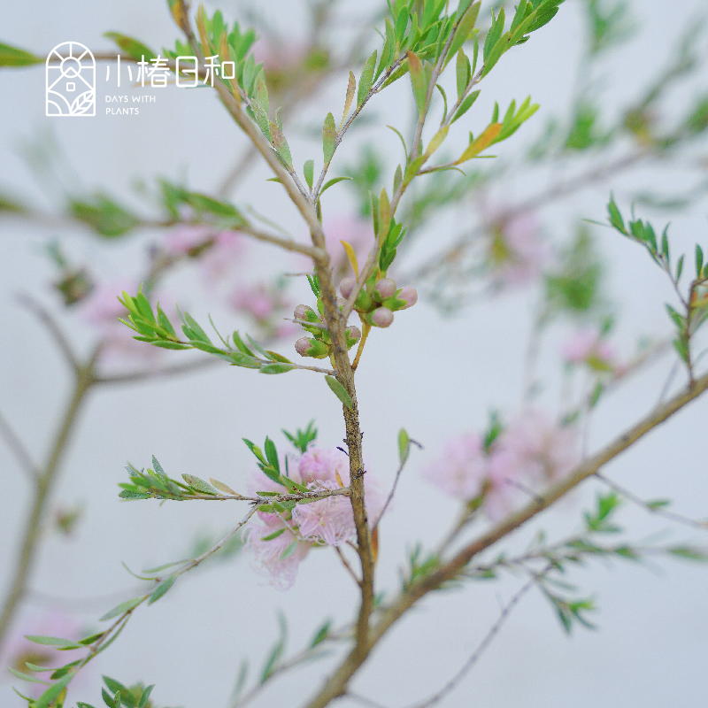 小椿日和百里香叶白千层常绿