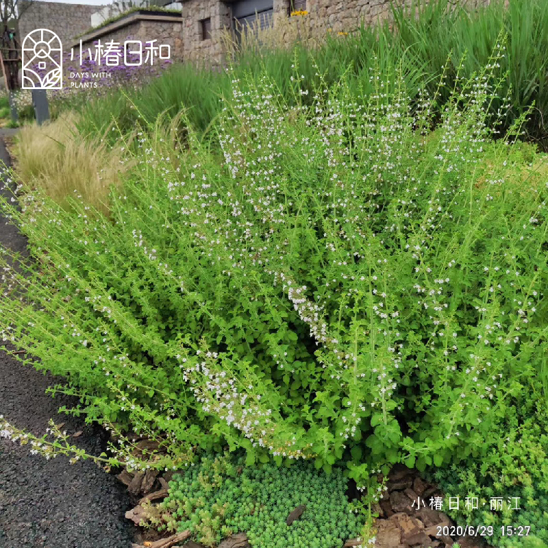 小椿日和 罗马薄荷 驱蚊夏季清凉可食用香草植物花境花卉净化空气