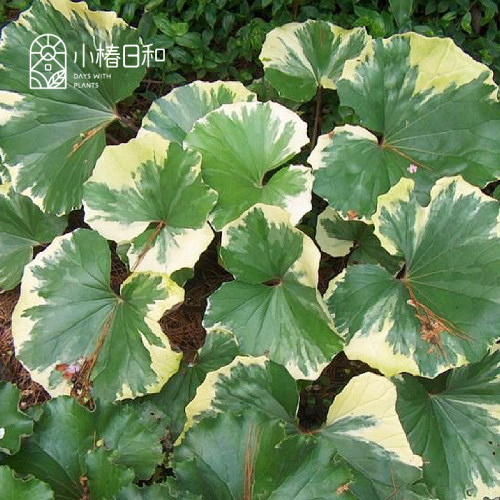 小椿日和 大吴风草浮云锦萤火虫耐阴彩叶观叶耐寒稀有绿植易养