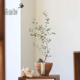小椿园艺 童话树 常绿灌木 Sophora prostrata小空间艺术焦点植物