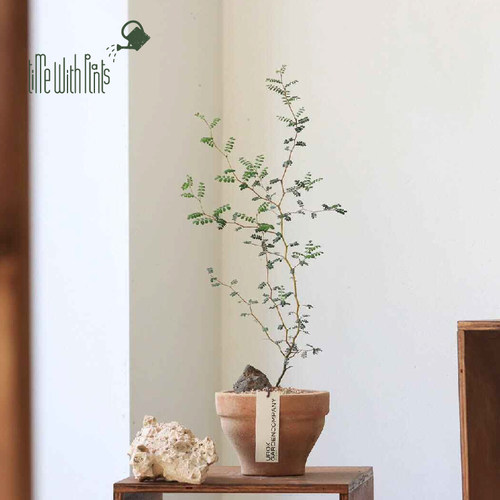小椿园艺 童话树 常绿灌木 Sophora prostrata小空间艺术焦点植物