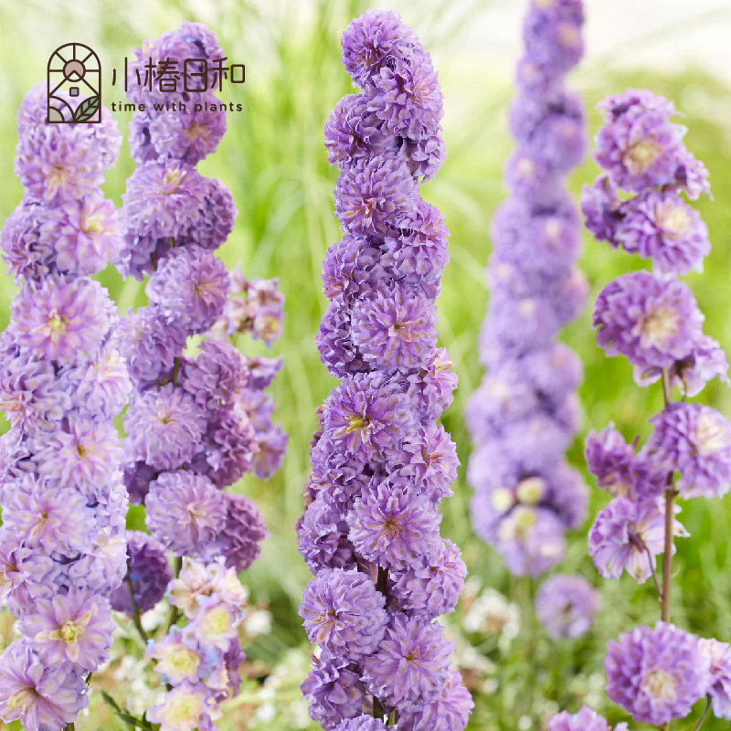 小椿日和 大花飞燕草高地人系列 花境景观切花草本植物阳台花