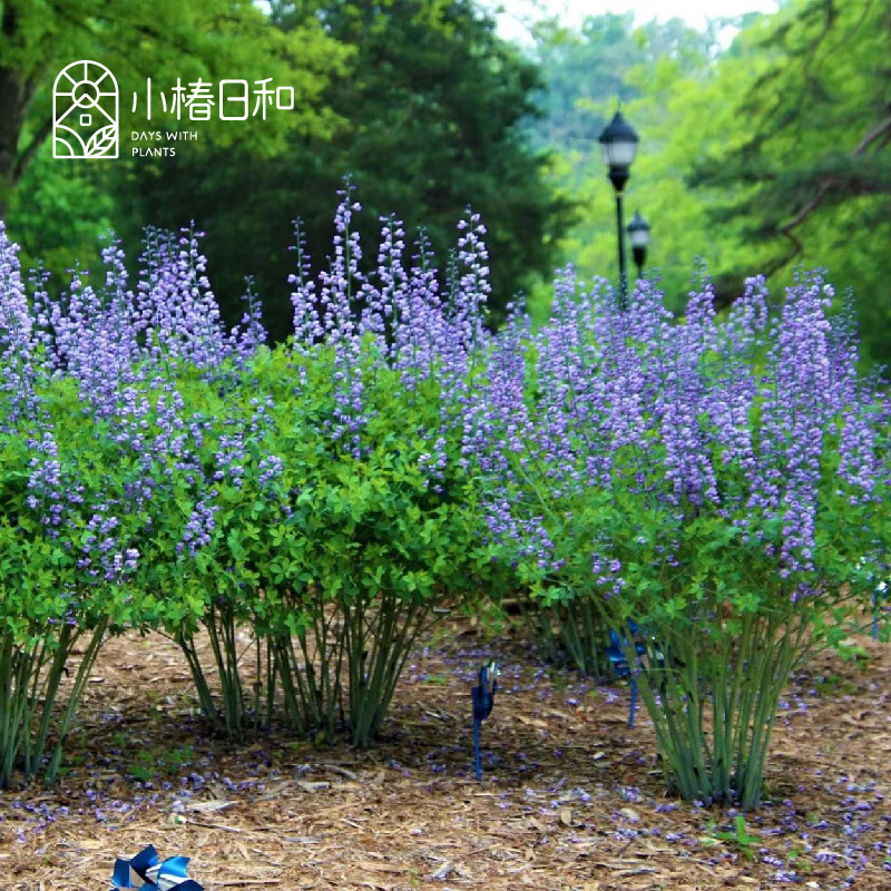 小椿日和 澳洲蓝豆 赛靛花露台花园花境耐旱耐寒花卉宿根植物盆栽