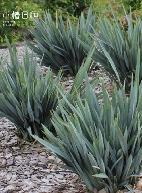 小椿日和 山菅兰蓝色花叶乌托邦Dianella prunina Utopia盆栽常绿
