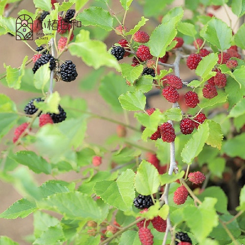 小椿日和 四季桑‘Charlotte Russe’多年生落叶乔木花园阳台绿植