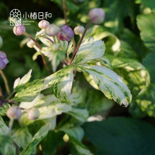 小椿日和  斑叶银莲花 初音 野棉花新品观叶观花耐阴耐寒盆栽庭院