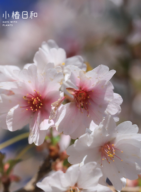 小椿日和进口樱花新品云龙樱湖上之舞 Prunus incisa Kojo No Mai