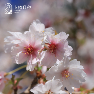 小椿日和进口樱花新品云龙樱湖上之舞 Prunus incisa Kojo No Mai