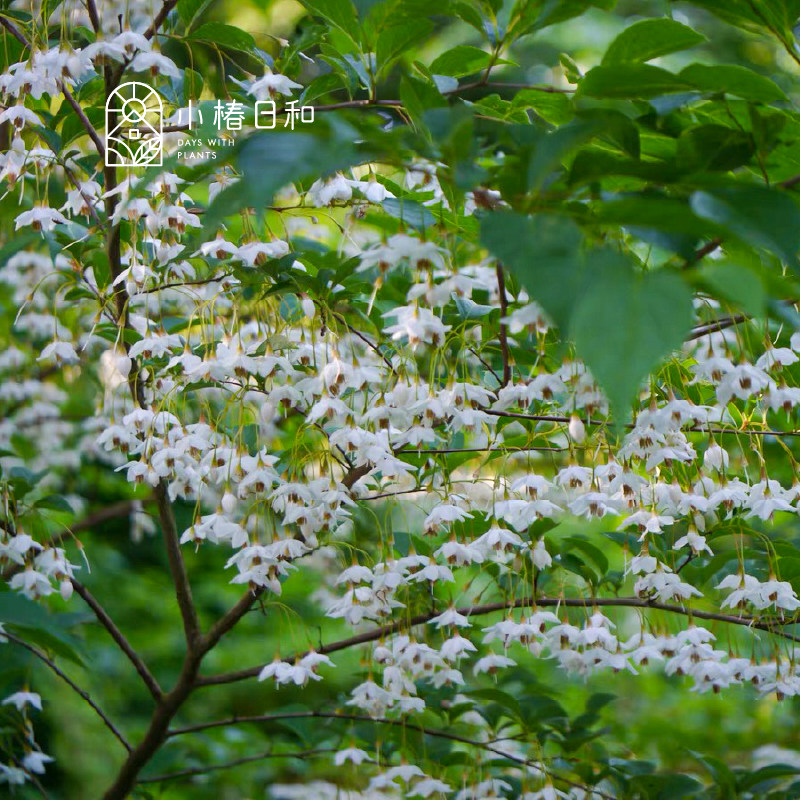 小椿日和 野茉莉树安息香树庭院阳台耐热耐寒好养