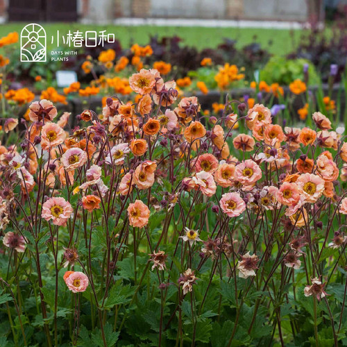 小椿日和 重瓣皱边水杨梅迈泰复古色多年生耐寒宿根花园阳台盆栽