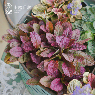 小椿日和 多花筋骨草 日本姬十二耐阴花镜庭院地被花卉彩叶植物