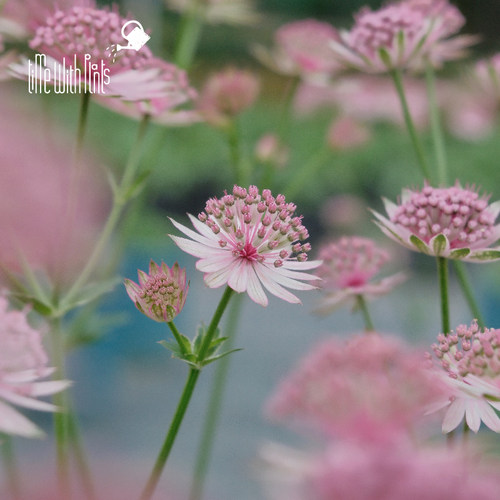 小椿园艺 荷兰大星芹 多年生耐热耐寒高级切花素材盆栽庭院花境