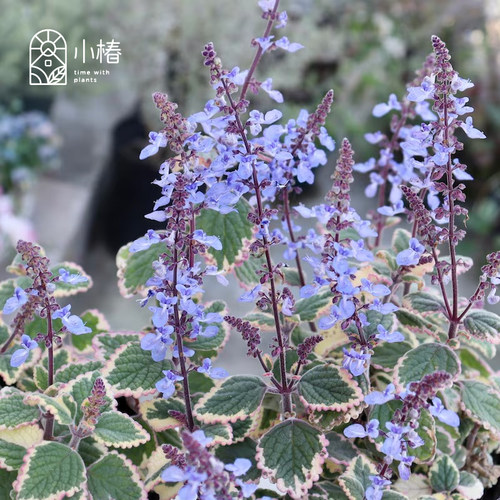 小椿园艺 斑叶香茶菜蓝尖塔 新品 蓝紫色长花期 观叶观花地被植物