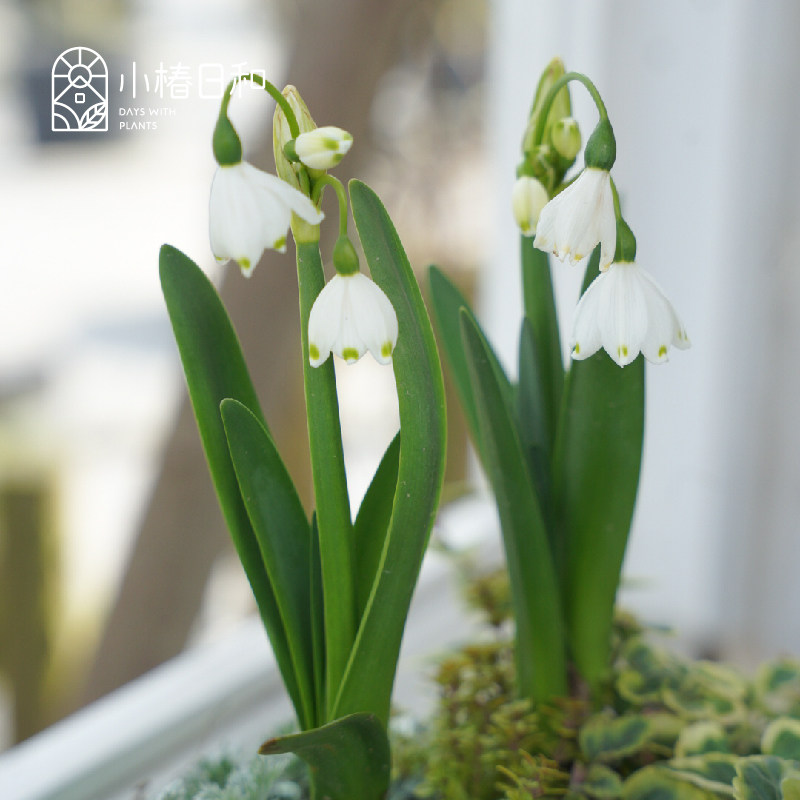 小椿日和 夏雪片莲巨人球根 室内外耐寒球根盆栽地栽半阴春季开花,鲜花速递/花卉仿真/绿植园艺,时令草本花卉,淘宝优惠券,粉丝福利购,淘宝优惠卷