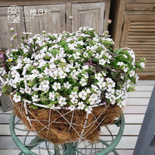 小椿日和 宿根大花满天星浪花仙子矮生丰花耐寒匍匐垂吊盆栽花卉