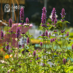 小椿日和 藿香环球旅行家多年生耐寒耐热新品观赏花卉高颜值盆栽