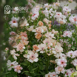小椿日和 进口一代蝴蝶花毛茛重瓣洋牡丹花色丰富多年生球根花卉
