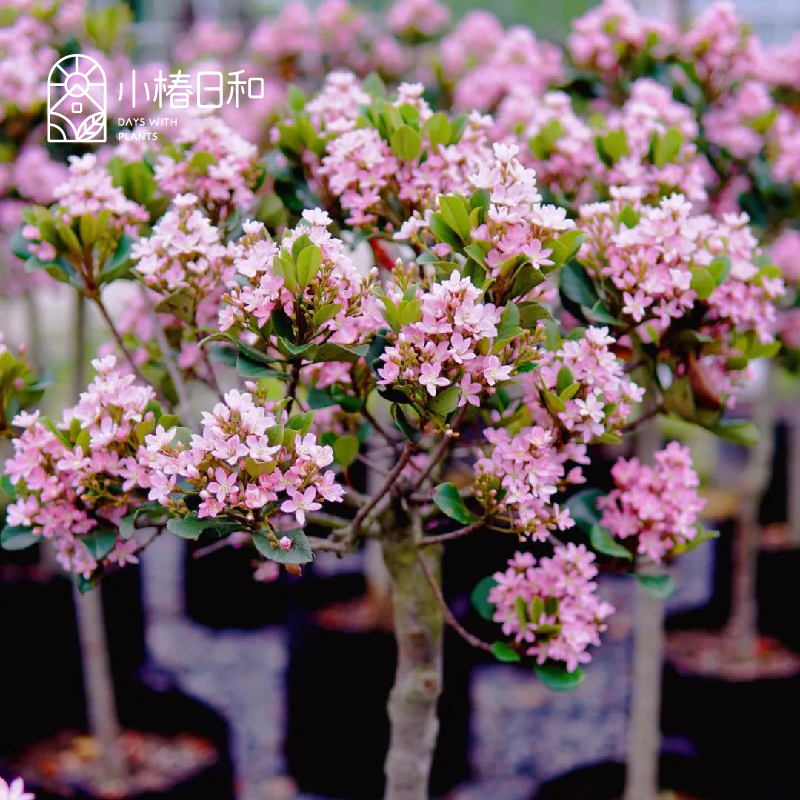 小椿日和 粉花石斑木Rhaphiolepis indica车轮梅花园耐旱耐寒常绿