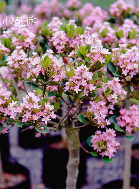 小椿日和 粉花石斑木Rhaphiolepis indica车轮梅花园耐旱耐寒常绿