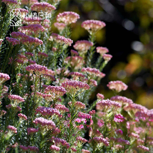 小椿日和 澳洲米花Ozothamnus diosmifolius常绿灌木切花素材庭院