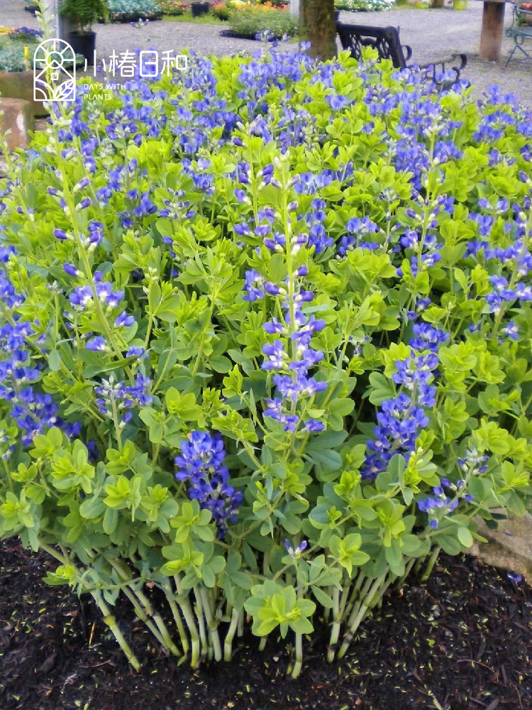 小椿日和 澳洲蓝豆 赛靛花露台花园花境耐旱耐寒花卉宿根植物盆栽