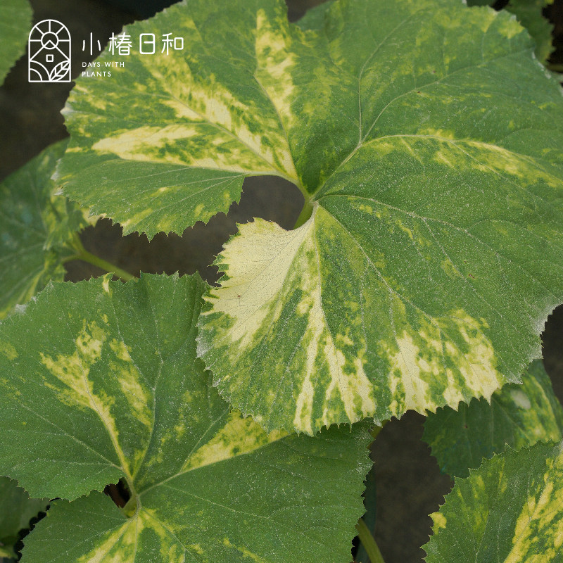小椿日和 花叶秋田蕗观叶冬季开花龙猫雨伞耐寒耐阴林地植物盆栽
