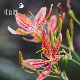 小椿园艺 糖果鸢尾 candy lily 花色丰富耐寒花境中景线性盆栽