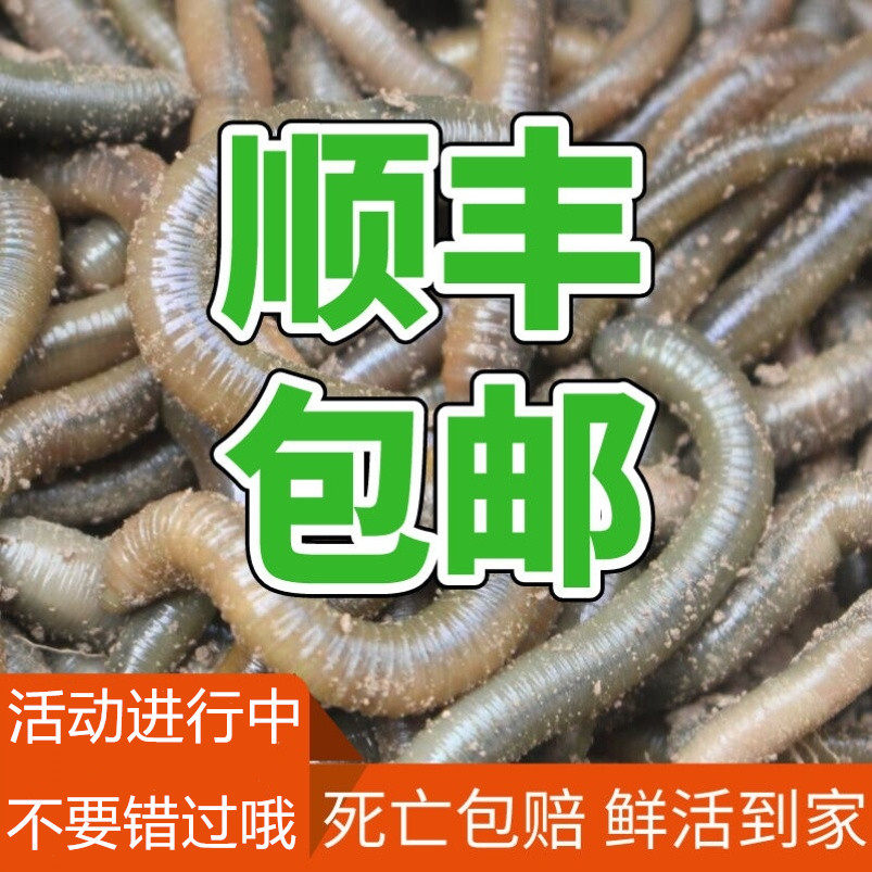 饵料活饵垂钓黄鳝臭蚯蚓