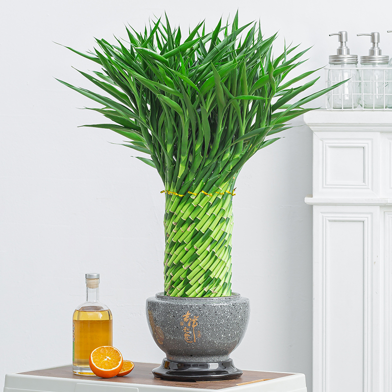 富贵招财竹室内客厅招财绿植