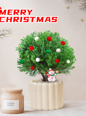 圣诞树礼物放青松绿植雾凇盆栽网红雾松办公室内桌面好养解压花卉