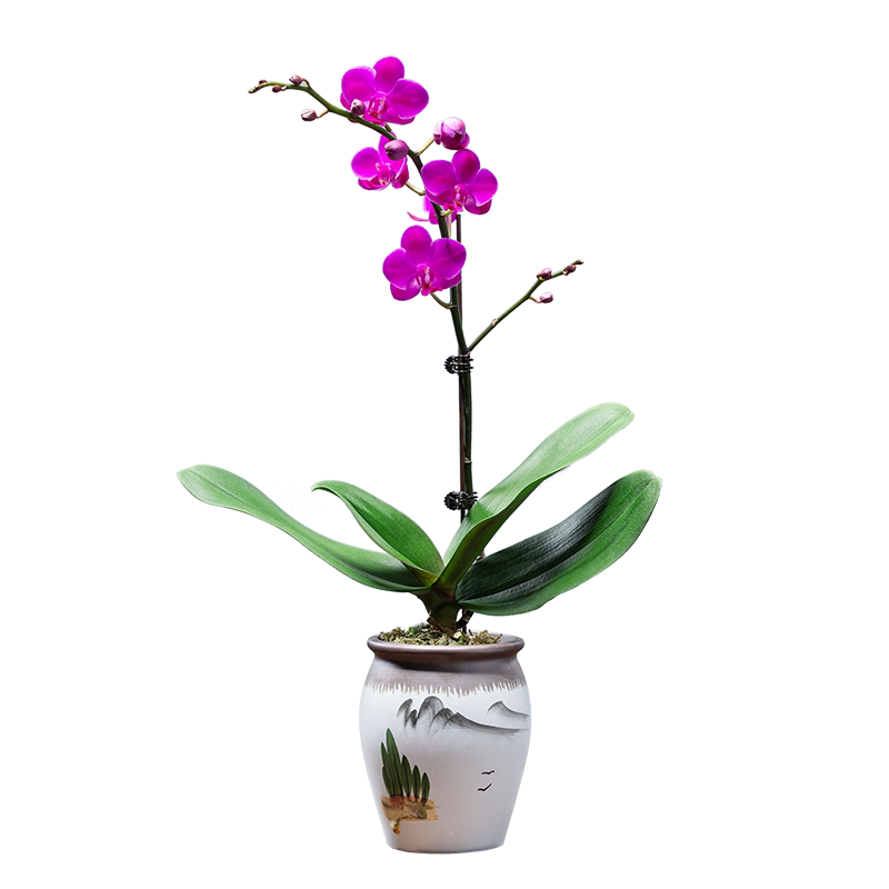 带花苞蝴蝶兰盆栽室内客厅好养花卉名贵兰花花剑盆景植物绿植