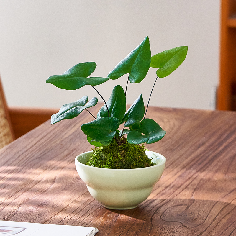 心愿蕨盆栽苔藓球水培植物室内绿植净化空气办公室桌面趣味植物