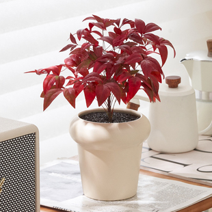 火焰南天竹盆栽室内桌面绿植冬天耐寒好养植物过年装饰年宵花卉